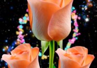 Risale Dersi 1959: Muhakemat 16 Risale Dersi 1959: Muhakemat 16