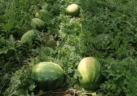 Risale Dersi 1966: Muhakemat 23 Risale Dersi 1966: Muhakemat 23