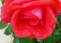 Risale Dersi 1968: Muhakemat 25 Risale Dersi 1968: Muhakemat 25