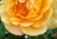 Risale Dersi 1971: Muhakemat 28