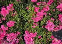 Risale Dersi 1999: Muhakemat 56 Risale Dersi 1999: Muhakemat 56