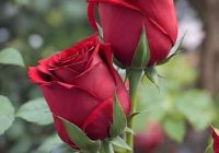 Risale Dersi 1997: Muhakemat 54 Risale Dersi 1997: Muhakemat 54