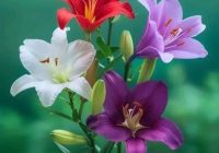 Risale Dersi 1982: Muhakemat 39