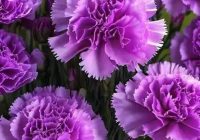 Risale Dersi 1991: Muhakemat 48 Risale Dersi 1991: Muhakemat 48