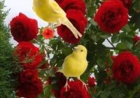 Risale Dersi 1990: Muhakemat 47 Risale Dersi 1990: Muhakemat 47