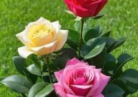 Risale Dersi 1994: Muhakemat 51