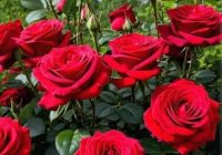 Risale Dersi 1979: Muhakemat 36 Risale Dersi 1979: Muhakemat 36