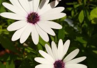 Risale Dersi 1998: Muhakemat 55 Risale Dersi 1998: Muhakemat 55