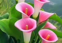 Risale Dersi 1996: Muhakemat 53 Risale Dersi 1996: Muhakemat 53