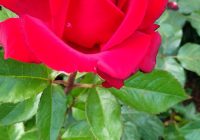 Risale Dersi 1988: Muhakemat 45 Risale Dersi 1988: Muhakemat 45