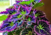 Risale Dersi 2022: Muhakemat 79 Risale Dersi 2022: Muhakemat 79