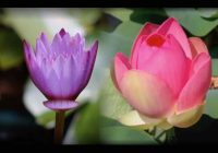 Risale Dersi 2004: Muhakemat 61 Risale Dersi 2004: Muhakemat 61