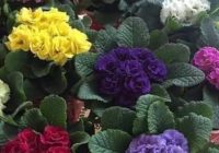 Risale Dersi 2028: Muhakemat 85 Risale Dersi 2028: Muhakemat 85