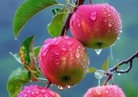 Risale Dersi 2037: Muhakemat 94 Risale Dersi 2037: Muhakemat 94