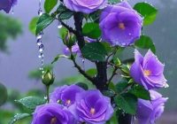 Risale Dersi 2034: Muhakemat 91 Risale Dersi 2034: Muhakemat 91