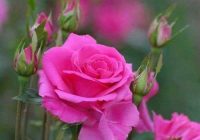 Risale Dersi 2041: Muhakemat 98 Risale Dersi 2041: Muhakemat 98