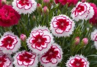 Risale Dersi 2038: Muhakemat 95 Risale Dersi 2038: Muhakemat 95