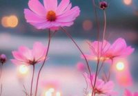 Risale Dersi 2059: Emirdağ Lahikası 5(5.mektup) Risale Dersi 2059: Emirdağ Lahikası 5(5.mektup)