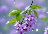 Risale Dersi 2062: Emirdağ Lahikası 8(8-9-10.mektup) Risale Dersi 2062: Emirdağ Lahikası 8(8-9-10.mektup)