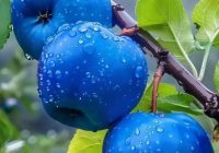 Risale Dersi 2063: Emirdağ Lahikası 9(11-12.mektup) Risale Dersi 2063: Emirdağ Lahikası 9(11-12.mektup)