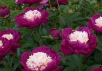 Risale Dersi 2058: Emirdağ Lahikası 4(3-4.mektup) Risale Dersi 2058: Emirdağ Lahikası 4(3-4.mektup)