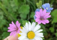 Risale Dersi 2055: Emirdağ Lahikası 1(takdim) Risale Dersi 2055: Emirdağ Lahikası 1(takdim)