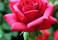 Risale Dersi 2061: Emirdağ Lahikası 7(7.mektup) Risale Dersi 2061: Emirdağ Lahikası 7(7.mektup)