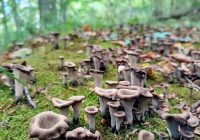 Risale Dersi 2080: Emirdağ Lahikası 26(35.mektup) Risale Dersi 2080: Emirdağ Lahikası 26(35.mektup)