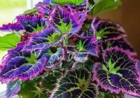 Risale Dersi 2067: Emirdağ Lahikası 13(16-17.mektup) Risale Dersi 2067: Emirdağ Lahikası 13(16-17.mektup)