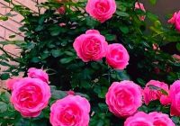 Risale Dersi 2068: Emirdağ Lahikası 14(18.mektup) Risale Dersi 2068: Emirdağ Lahikası 14(18.mektup)