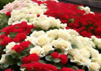 Risale Dersi 2070: Emirdağ Lahikası 16(21.mektup) Risale Dersi 2070: Emirdağ Lahikası 16(21.mektup)