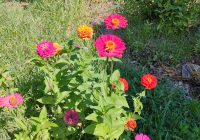 Risale Dersi 2088: Emirdağ Lahikası 34(45-46.mektup) Risale Dersi 2088: Emirdağ Lahikası 34(45-46.mektup)