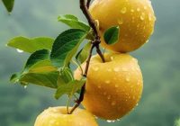 Risale Dersi 2079: Emirdağ Lahikası 25(34.mektup) Risale Dersi 2079: Emirdağ Lahikası 25(34.mektup)