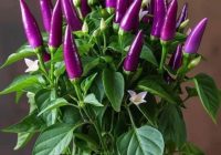 Risale Dersi 2084: Emirdağ Lahikası 30(41.mektup) Risale Dersi 2084: Emirdağ Lahikası 30(41.mektup)