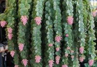 Risale Dersi 2093: Emirdağ Lahikası 39(53.mektup) Risale Dersi 2093: Emirdağ Lahikası 39(53.mektup)