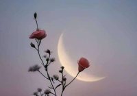 Risale Dersi 2090: Emirdağ Lahikası 36(50-51.mektup) Risale Dersi 2090: Emirdağ Lahikası 36(50-51.mektup)