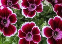 Risale Dersi 2097: Emirdağ Lahikası 43(58-59.mektup) Risale Dersi 2097: Emirdağ Lahikası 43(58-59.mektup)