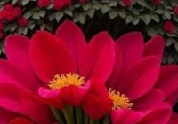 Risale Dersi 2101: Emirdağ Lahikası 47(65-66.mektup) Risale Dersi 2101: Emirdağ Lahikası 47(65-66.mektup)