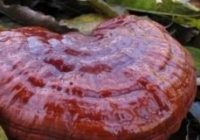 Risale Dersi 2108: Emirdağ Lahikası 54(77-78.mektup) Risale Dersi 2108: Emirdağ Lahikası 54(77-78.mektup)