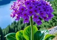 Risale Dersi 2102: Emirdağ Lahikası 48(67-68-69-70.mektup) Risale Dersi 2102: Emirdağ Lahikası 48(67-68-69-70.mektup)