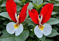 Risale Dersi 2104: Emirdağ Lahikası 50(71-72.mektup) Risale Dersi 2104: Emirdağ Lahikası 50(71-72.mektup)