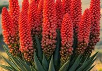 Risale Dersi 2109: Emirdağ Lahikası 55(78-79.mektup) Risale Dersi 2109: Emirdağ Lahikası 55(78-79.mektup)