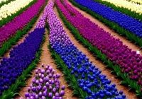 Risale Dersi 2115: Emirdağ Lahikası 61(91.mektup) Risale Dersi 2115: Emirdağ Lahikası 61(91.mektup)