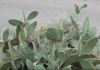 Risale Dersi 2123: Emirdağ Lahikası 69(107-108.mektup) Risale Dersi 2123: Emirdağ Lahikası 69(107-108.mektup)