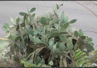 Risale Dersi 2121: Emirdağ Lahikası 67(103-104-105.mektup) Risale Dersi 2121: Emirdağ Lahikası 67(103-104-105.mektup)