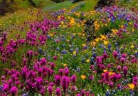 Risale Dersi 2110: Emirdağ Lahikası 56(80-81-82.mektup) Risale Dersi 2110: Emirdağ Lahikası 56(80-81-82.mektup)