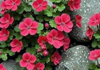 Risale Dersi 2117: Emirdağ Lahikası 63(93-94-95.mektup) Risale Dersi 2117: Emirdağ Lahikası 63(93-94-95.mektup)