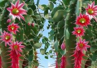 Risale Dersi 2124: Emirdağ Lahikası 70(109-110.mektup) Risale Dersi 2124: Emirdağ Lahikası 70(109-110.mektup)