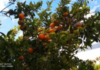 Risale Dersi 2112: Emirdağ Lahikası 58(84-85-86.mektup) Risale Dersi 2112: Emirdağ Lahikası 58(84-85-86.mektup)