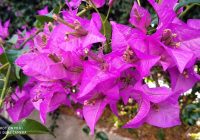 Risale Dersi 2113: Emirdağ Lahikası 59(87-88-89.mektup) Risale Dersi 2113: Emirdağ Lahikası 59(87-88-89.mektup)